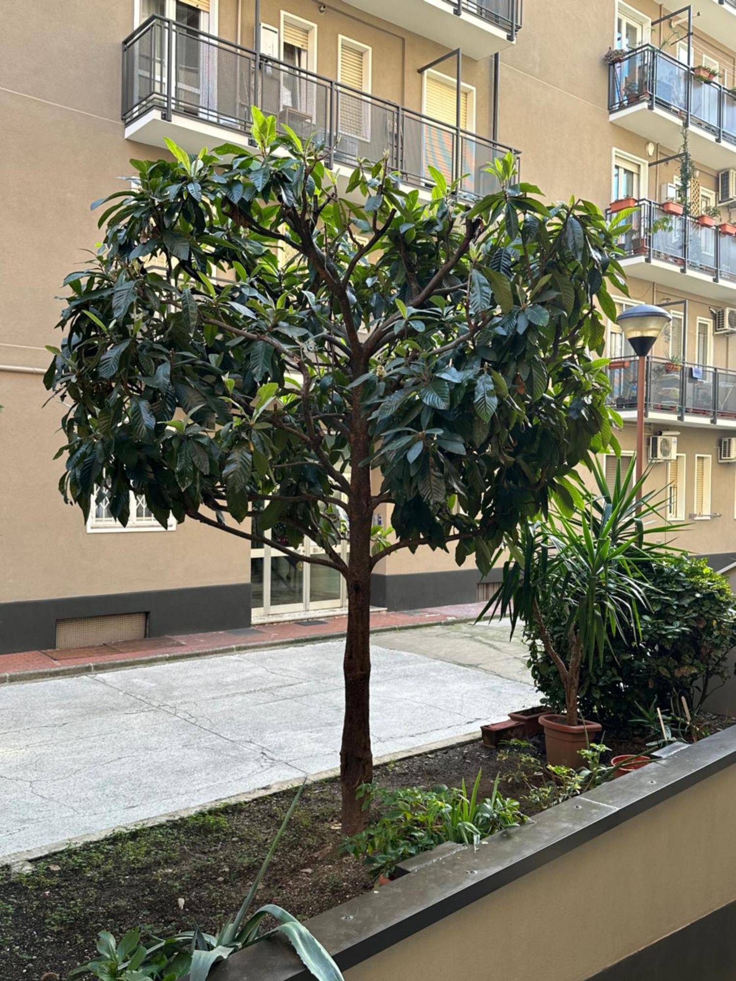 Nolo62, A Nifty Flat In Milan Lägenhet Exteriör bild